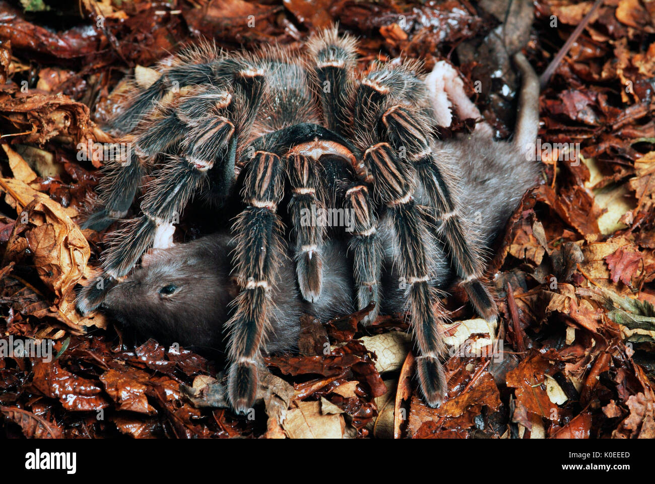 Tarantula Spider, rosa salmone Bird mangiare, Lasiodora parhaybana, Brasile, con preda di ratto, sul suolo della foresta, giungla Foto Stock