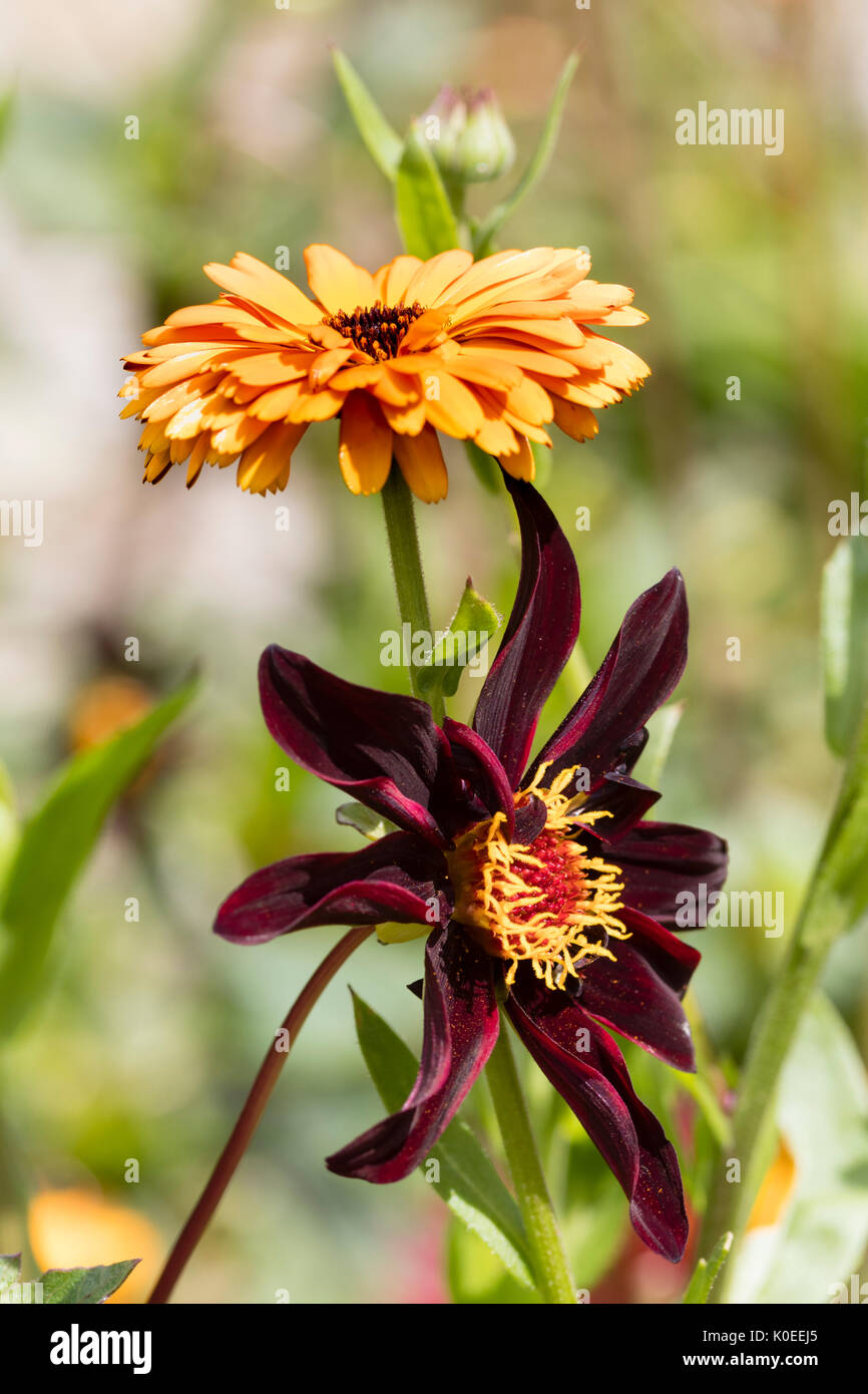 Tarda estate combinazione di piante annuali dei calendula, Calendula 'principe indiano', e l'offerta perenne, Dahlia 'Dark desiderio" Foto Stock