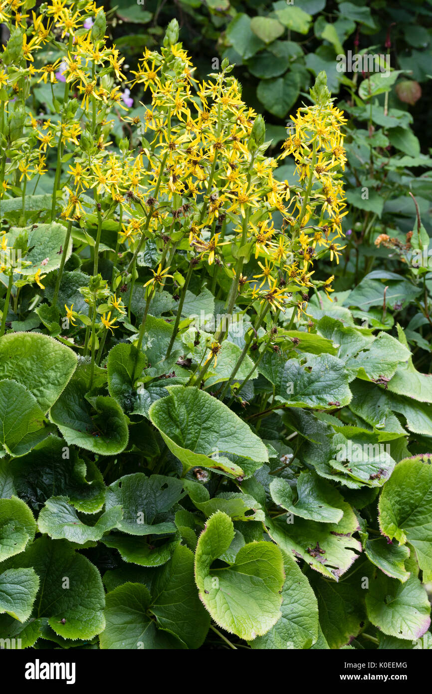 Fiori di colore giallo adornano la conformata a cono le teste dei fiori della tarda estate fioritura Ligularia veitchiana Foto Stock