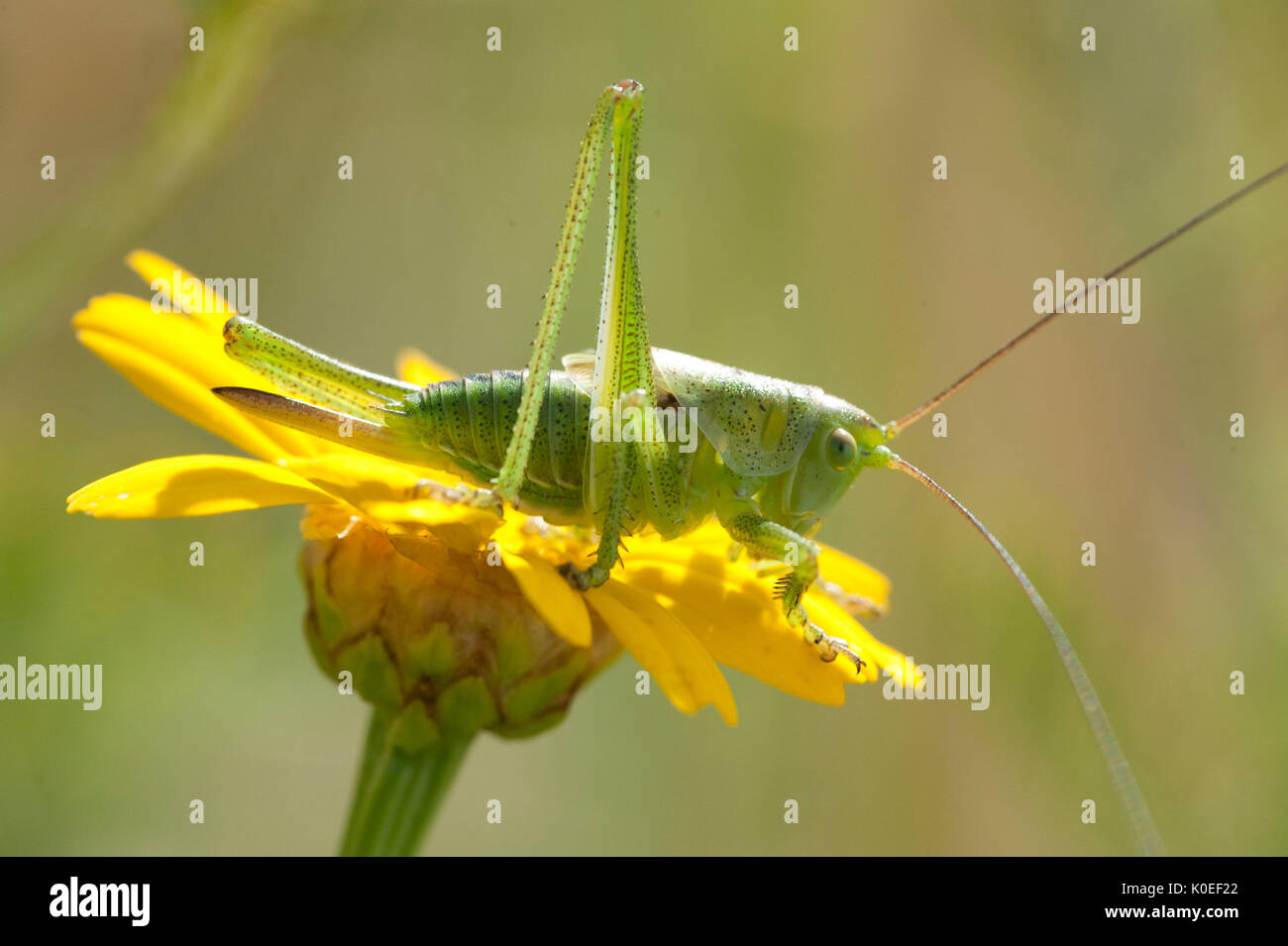 Bush Cricket Ephippiger ephippiger, Lesbo Island, Grecia, sul fiore giallo, retroilluminazione , lesbo Foto Stock