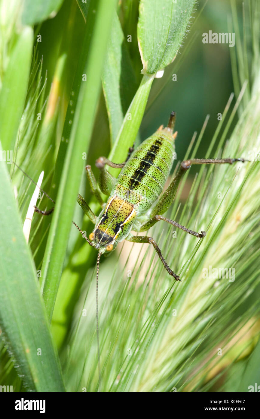 Tettigoniidae bush-cricket, Lesbo Island, Grecia , lesbo Foto Stock