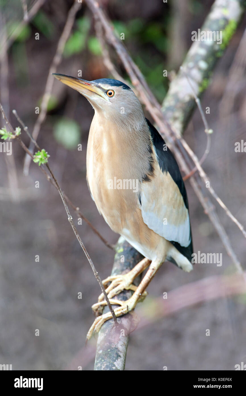 Tarabusino, Ixobrychus minutus, Lesbo Island, Grecia, molla comune migrante, in canne a bordo del flusso, nascosto, mimetizzata , lesbo Foto Stock
