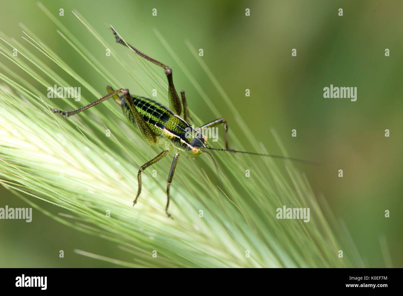 Tettigoniidae Bush-cricket Lesbo Island, Grecia , lesbo Foto Stock