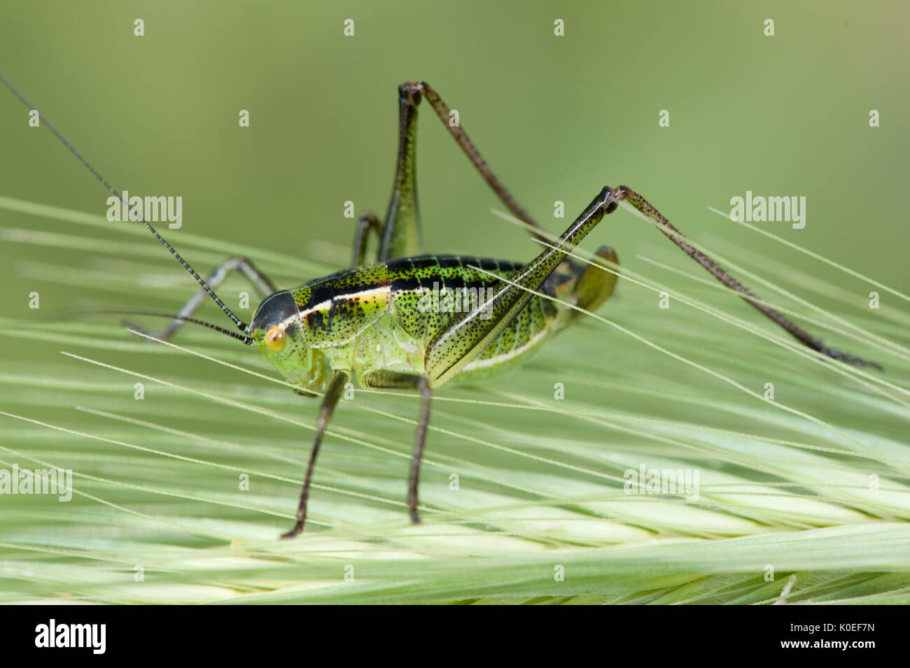 Tettigoniidae Bush-cricket Lesbo Island, Grecia , lesbo Foto Stock