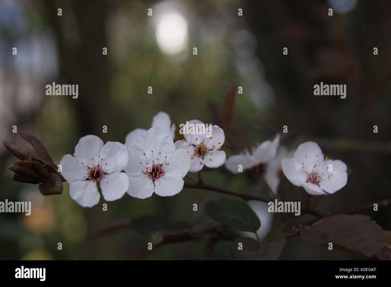 Prunus blossoms Foto Stock
