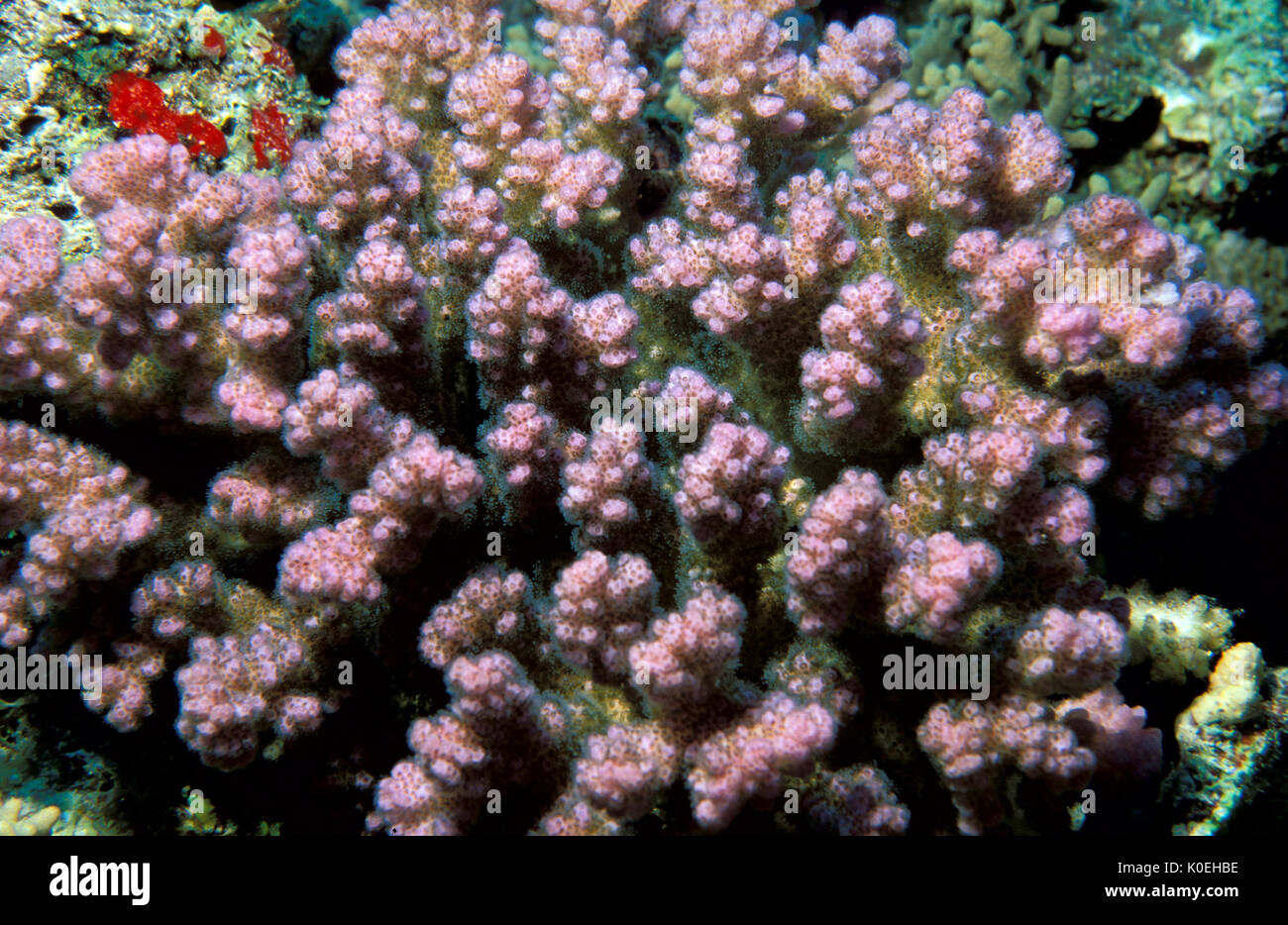 Coralli duri, Acropora millepora, rosa salmone colore, Mar Rosso, Hurghada Foto Stock