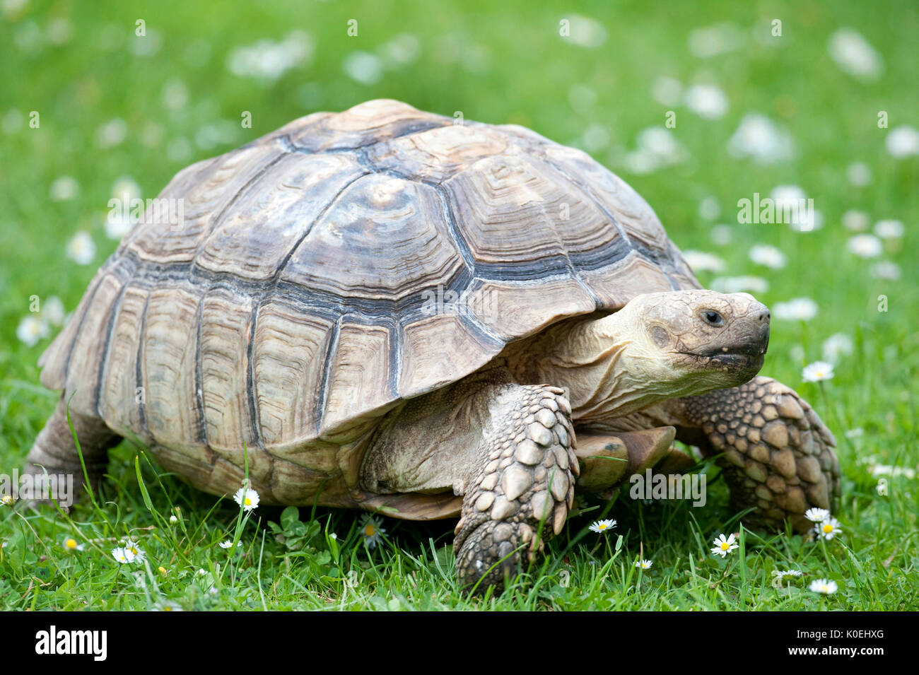 Sperone africana della coscia, tartaruga Geochelone sulcata, Captive, African spronato o tartaruga sulcata tartaruga, abita il bordo meridionale del Sahara deser Foto Stock