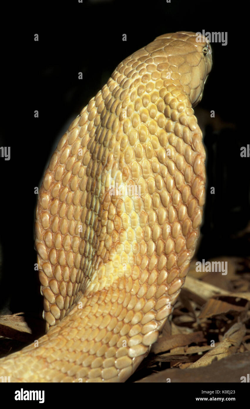 Monocled Cobra, Naja kaouthia, diffuse in centrale e meridionale regioni Asia, ha un O-sagomato, o cappa monocellate pattern, venemous captive, co Foto Stock