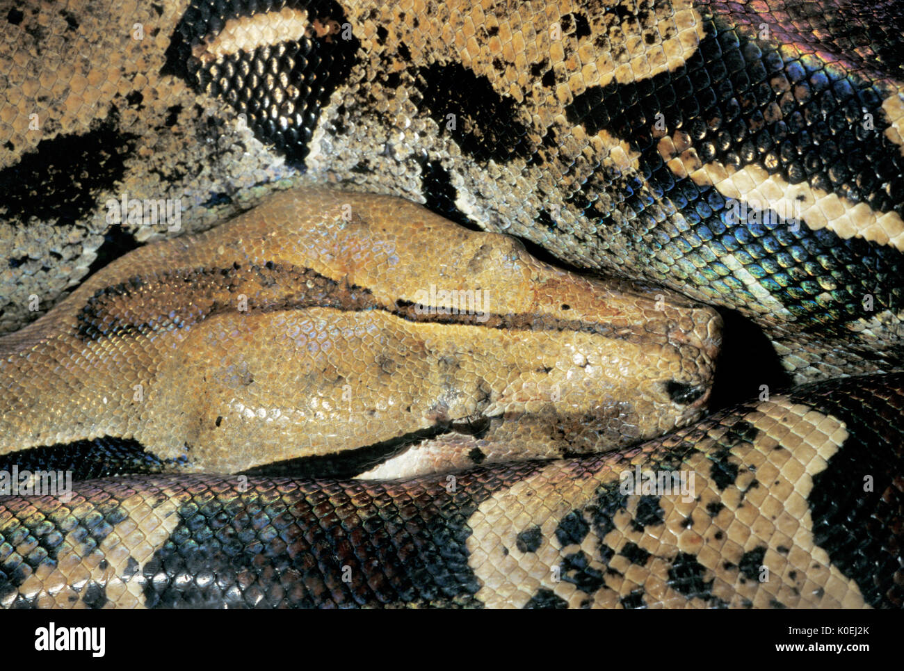 Comune di serpente Boa, Boa constrictor, Sud America, captive, situazione controllata Foto Stock