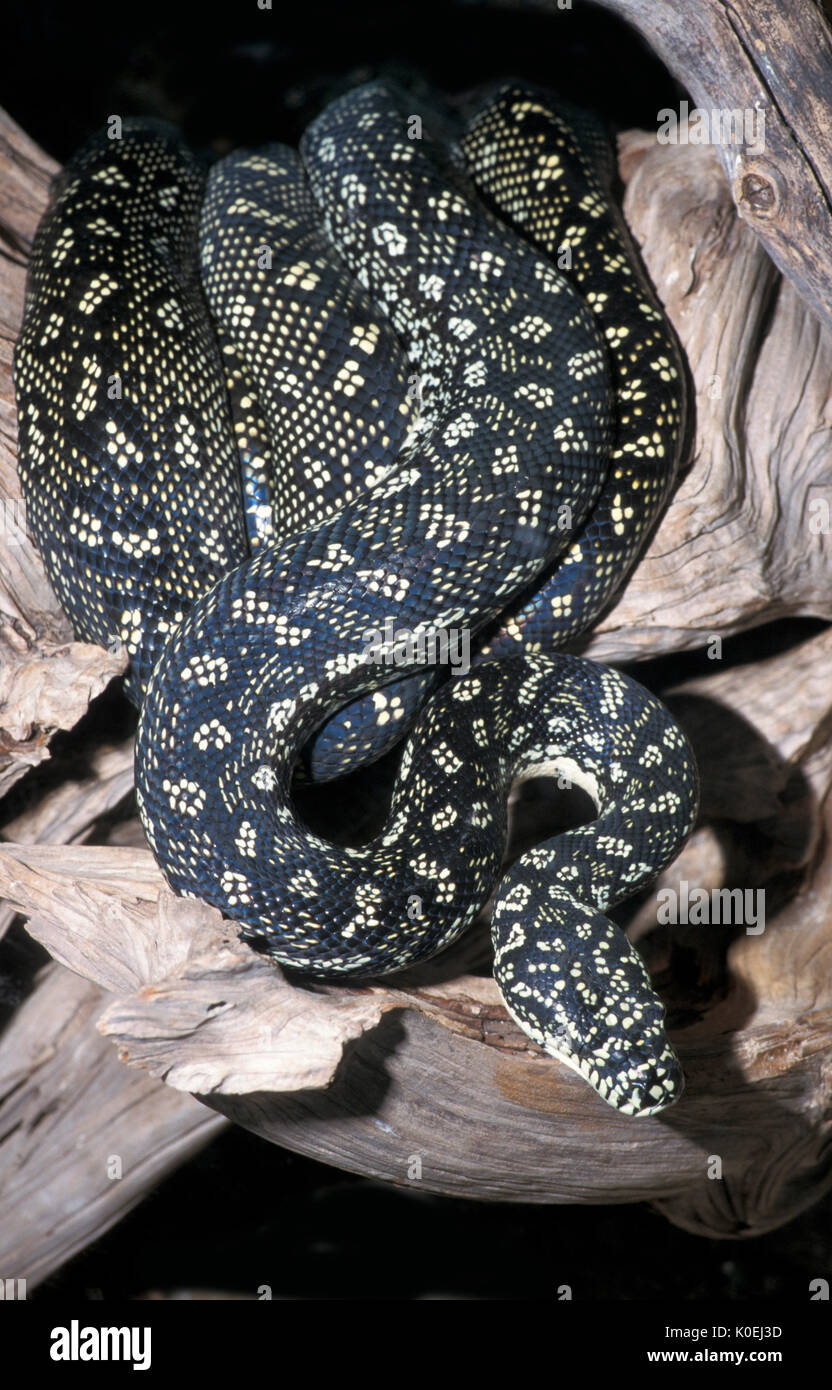 Diamond Python Snake, Morelia spilota spilota, Australia, OVIPARI, semi-arborea, essi sono in gran parte notturno, captive, situazione controllata Foto Stock