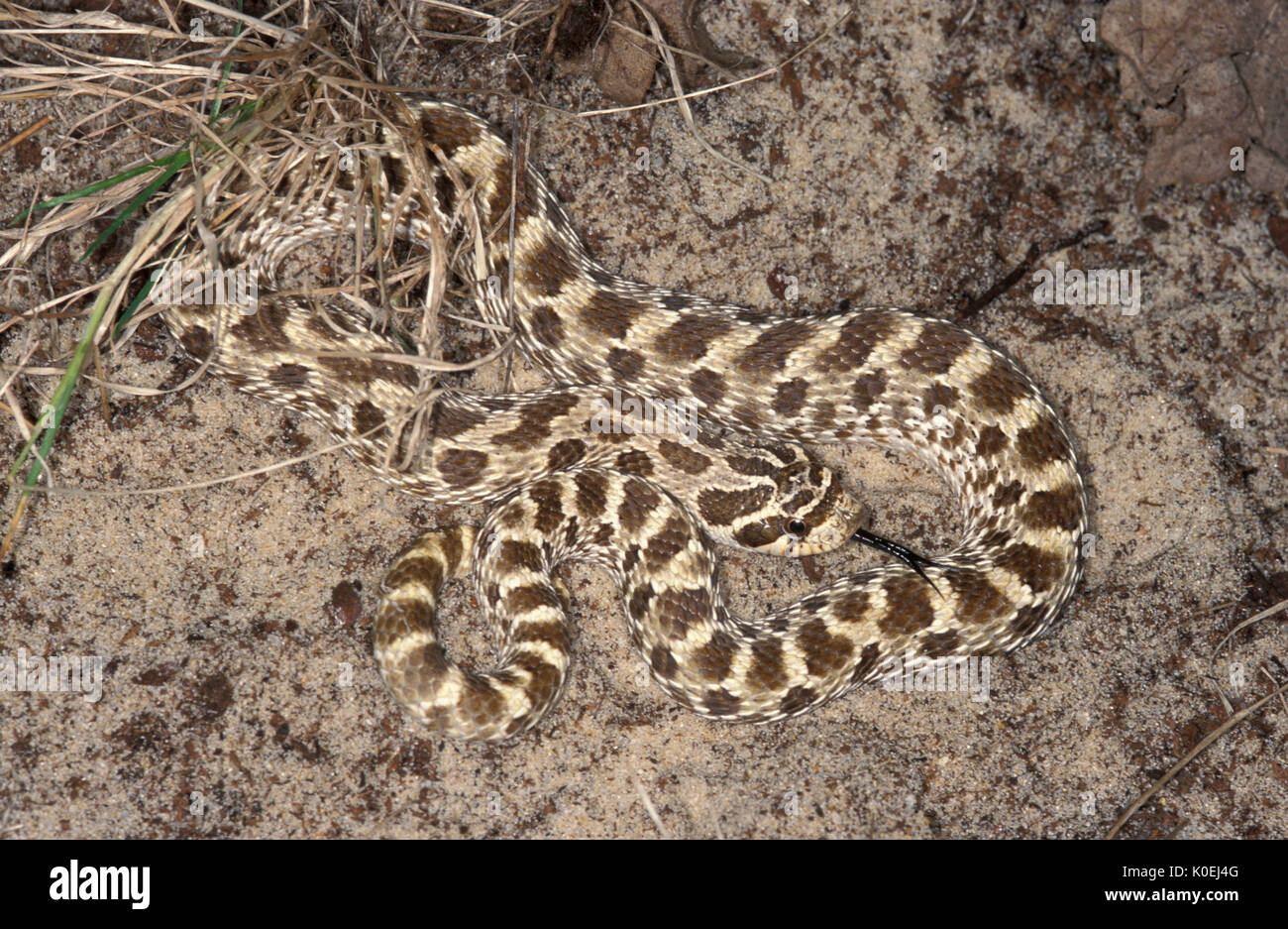 Western Hognose Snake, Heterodon nasicus, USA, velenose anche se estremamente raro morso da questa parte posteriore-fanged snake è di nessuna importanza medica a hu Foto Stock