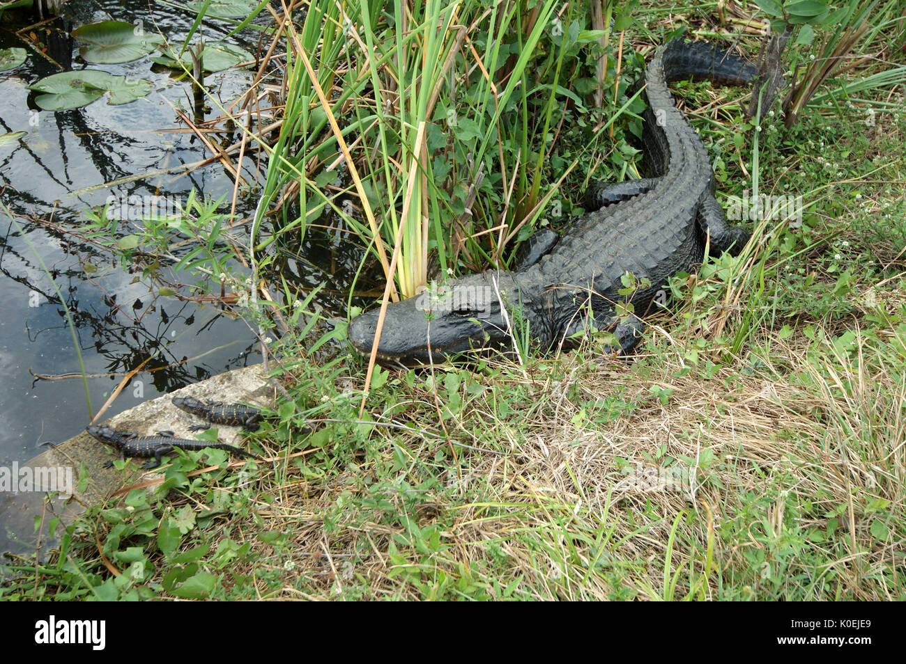 American Alligator Alligator mississippiensis,adulto in appoggio sul banco mediante acqua con i lattanti, Everglades National Park, predator Foto Stock
