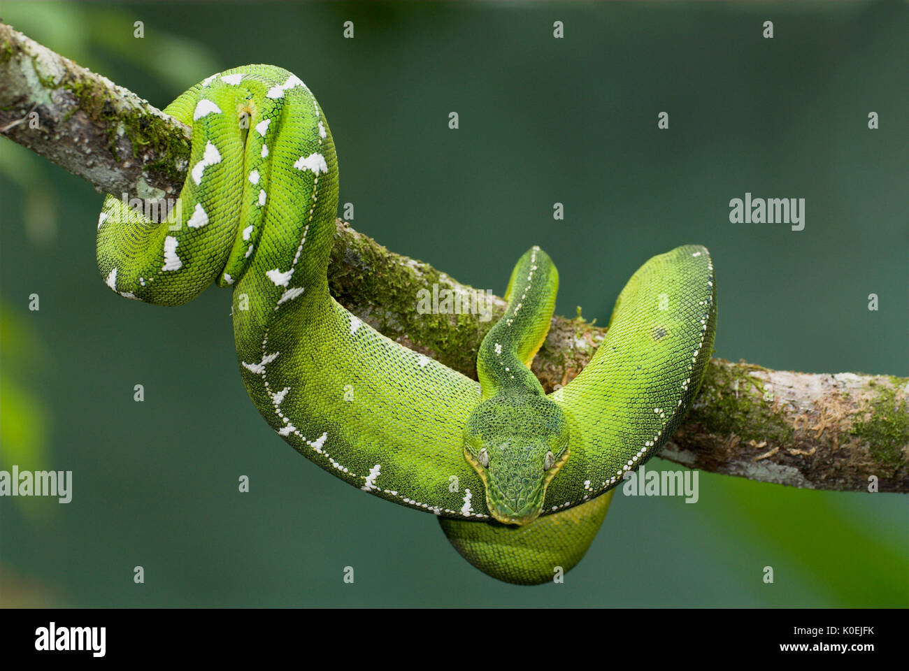 Emerald Tree Boa Snake, Corallus caninus, foreste pluviali del Sud America, notturno, carnivoro, arricciati sul ramo, ore diurne Foto Stock