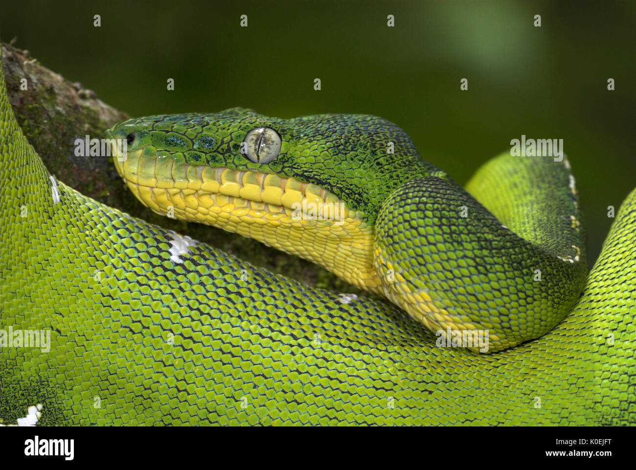 Emerald Tree Boa Snake, Corallus caninus, foreste pluviali del Sud America, notturno, carnivoro, ritratto Foto Stock