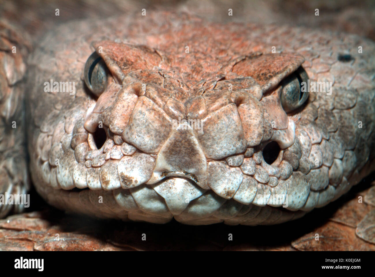 Western Diamondback Rattlesnake, Crotalus atrox, USA, America, venemous, velenosi close up mostra pit sensori di calore sulla parte anteriore della faccia Foto Stock