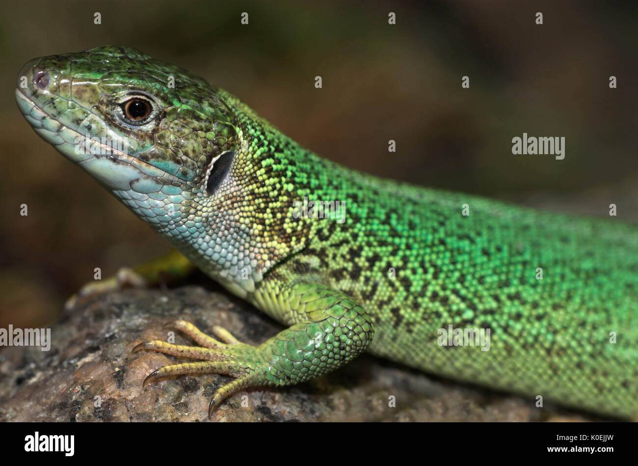Ramarro, Lacerta bilineata, crogiolarvi al sole su una roccia, raro trovato in Inghilterra del Sud Foto Stock