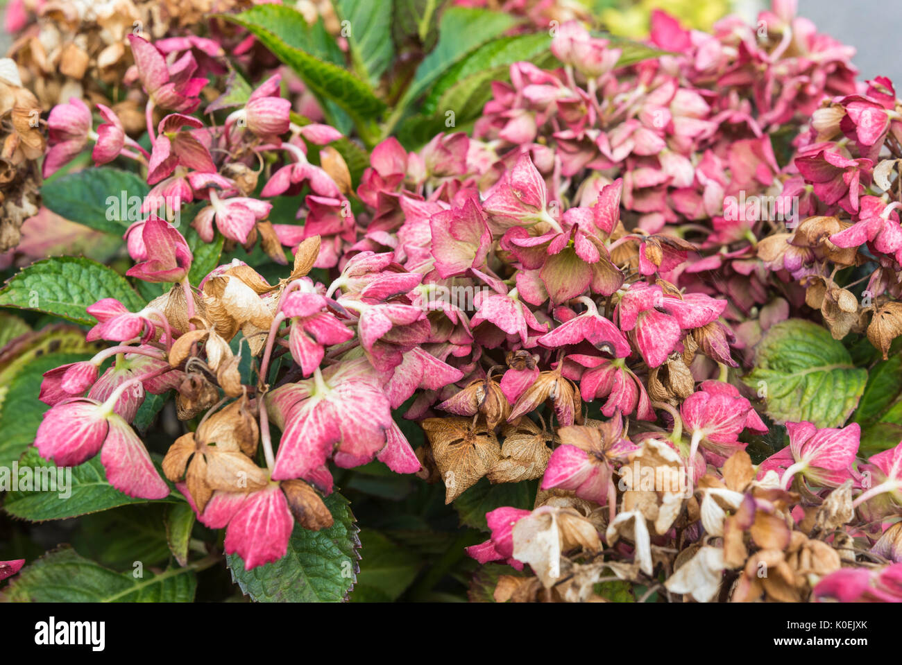 Morendo fiori su Hydrangea macrophylla 'elma' (Olandese Ladies serie) arbusto vicino a fine estate nel West Sussex, in Inghilterra, Regno Unito. Foto Stock