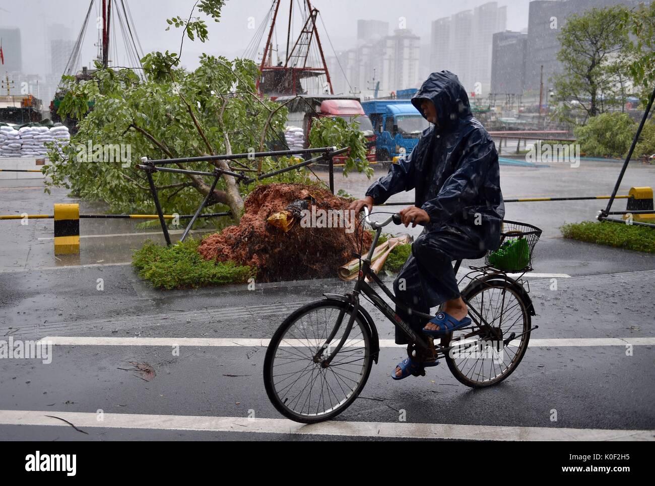 Shenzhen, Cina. 23 Ago, 2017. Un uomo passa su un albero rotto a Shenzhen, Cina del sud della provincia di Guangdong, Agosto 23, 2017. Hato, xiii typhoon quest'anno, sbarcati a mezzogiorno mercoledì a Zhuhai City, a sud della Cina di Provincia di Guangdong, portando gales di 45 metri al secondo per il suo occhio, secondo le previsioni meteorologiche locali competenti. Credito: Xinhua/Alamy Live News Foto Stock