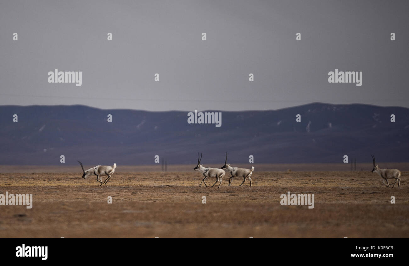 (170823) -- XINING, Agosto 23, 2017 (Xinhua) -- le antilopi tibetane sono visti in Hoh Xil in Yushu tibetano prefettura autonoma, a nord-ovest della Cina di Provincia di Qinghai, Dicembre 2, 2016. Hol Xil ha un altitudine media di oltre 4.600 metri, rendendolo un habitat ideale per le antilopi tibetane, kiangs e altri animali. È stato arruolato come uno dell'Unesco Mondo Eredità naturale nel luglio 2017. (Xinhua/Wu pista) (zhs) (ZT) Foto Stock