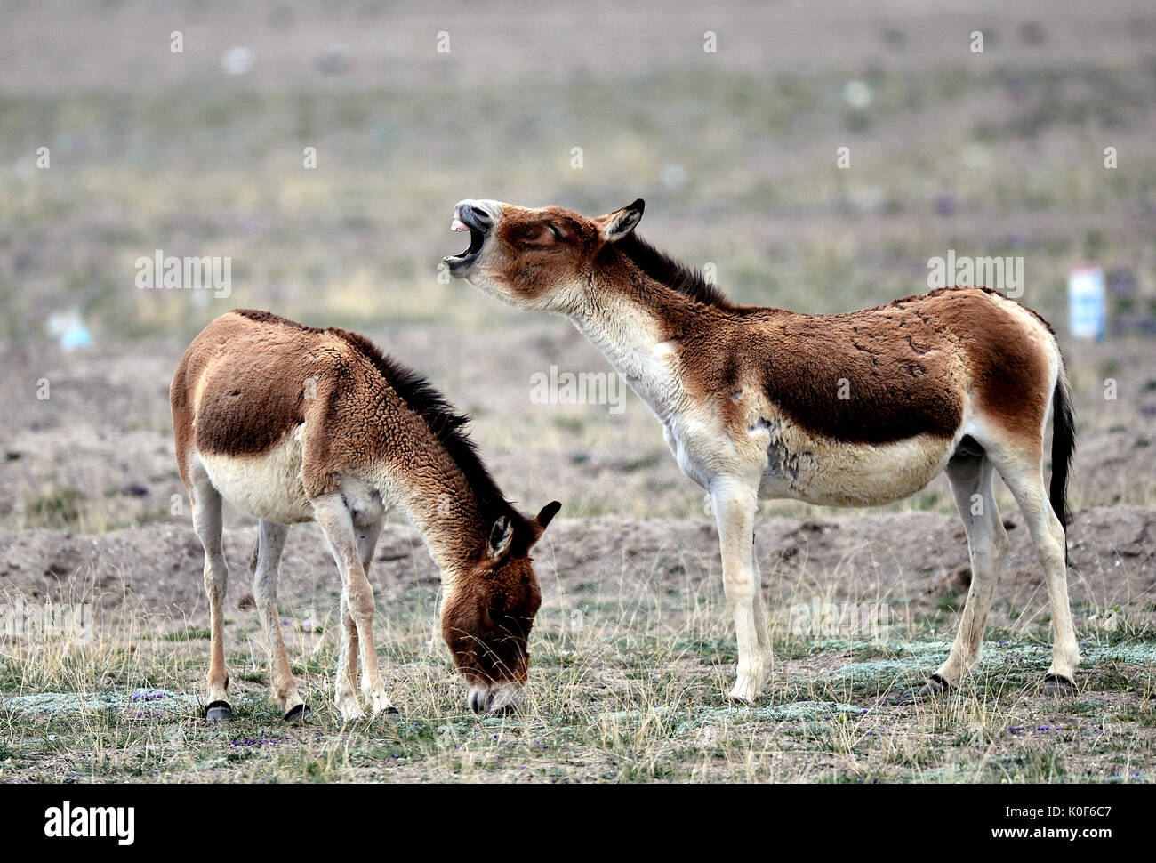 (170823) -- XINING, Agosto 23, 2017 (Xinhua) -- Due kiangs sono visti in Hoh Xil in Yushu tibetano prefettura autonoma, a nord-ovest della Cina di Provincia di Qinghai, 30 giugno 2017. Hol Xil ha un altitudine media di oltre 4.600 metri, rendendolo un habitat ideale per le antilopi tibetane, kiangs e altri animali. È stato arruolato come uno dell'Unesco Mondo Eredità naturale nel luglio 2017. (Xinhua/Wang Bo) (zhs) (ZT) Foto Stock