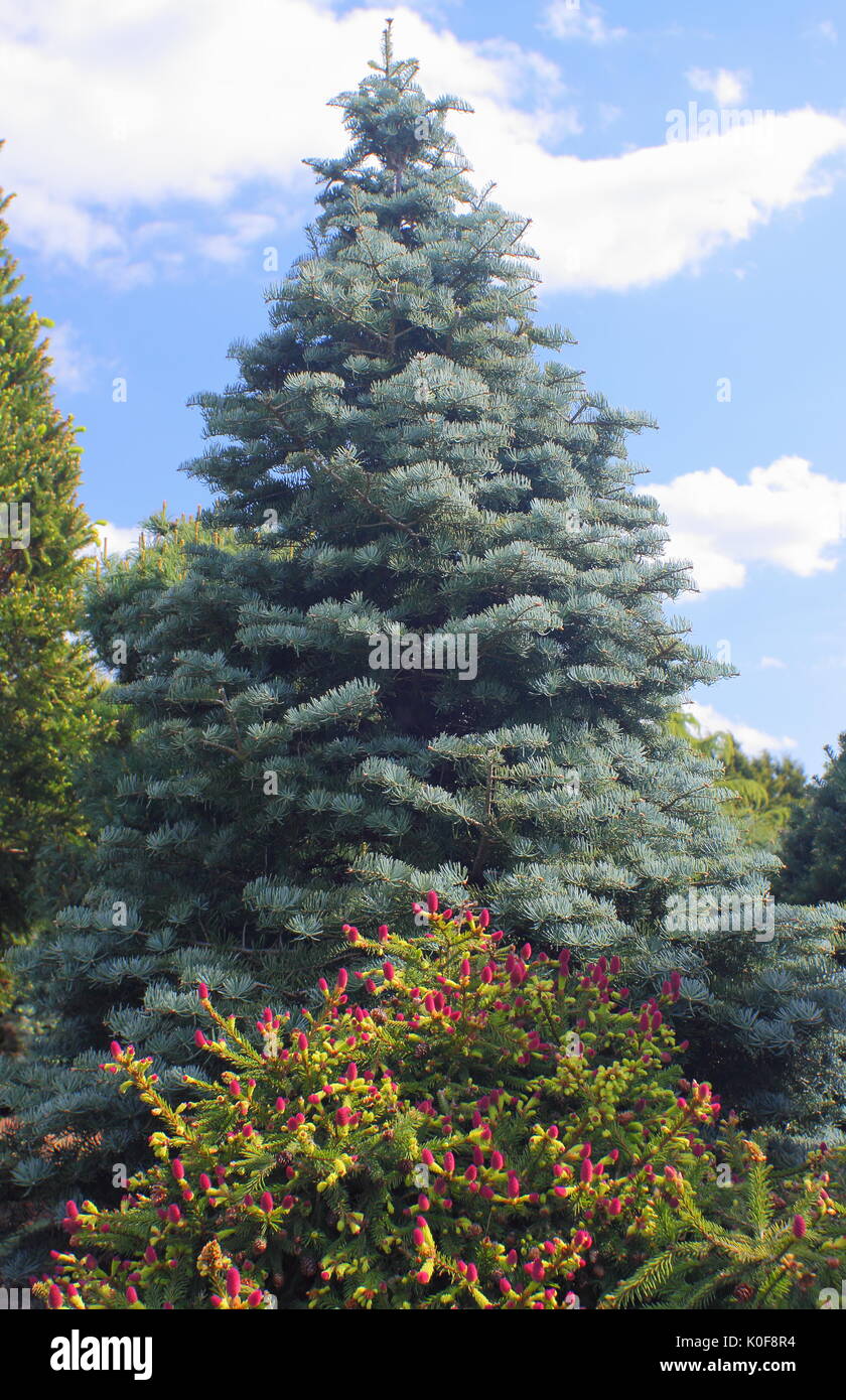 Evergreen conifere, Picea abies 'Pusch' (anteriore) e abies Concolor Archer's Dwarf (posteriore), in un letto di ornamentali di un giardino DEL REGNO UNITO Foto Stock