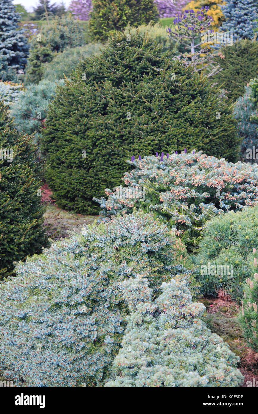 Evergreen conifere - -Picea Jezoensis Maarionbad, Abies Koreana imperatore blu,Pinus strobus Coney Island USA - nella cornice ornamentale di un giardino DEL REGNO UNITO Foto Stock
