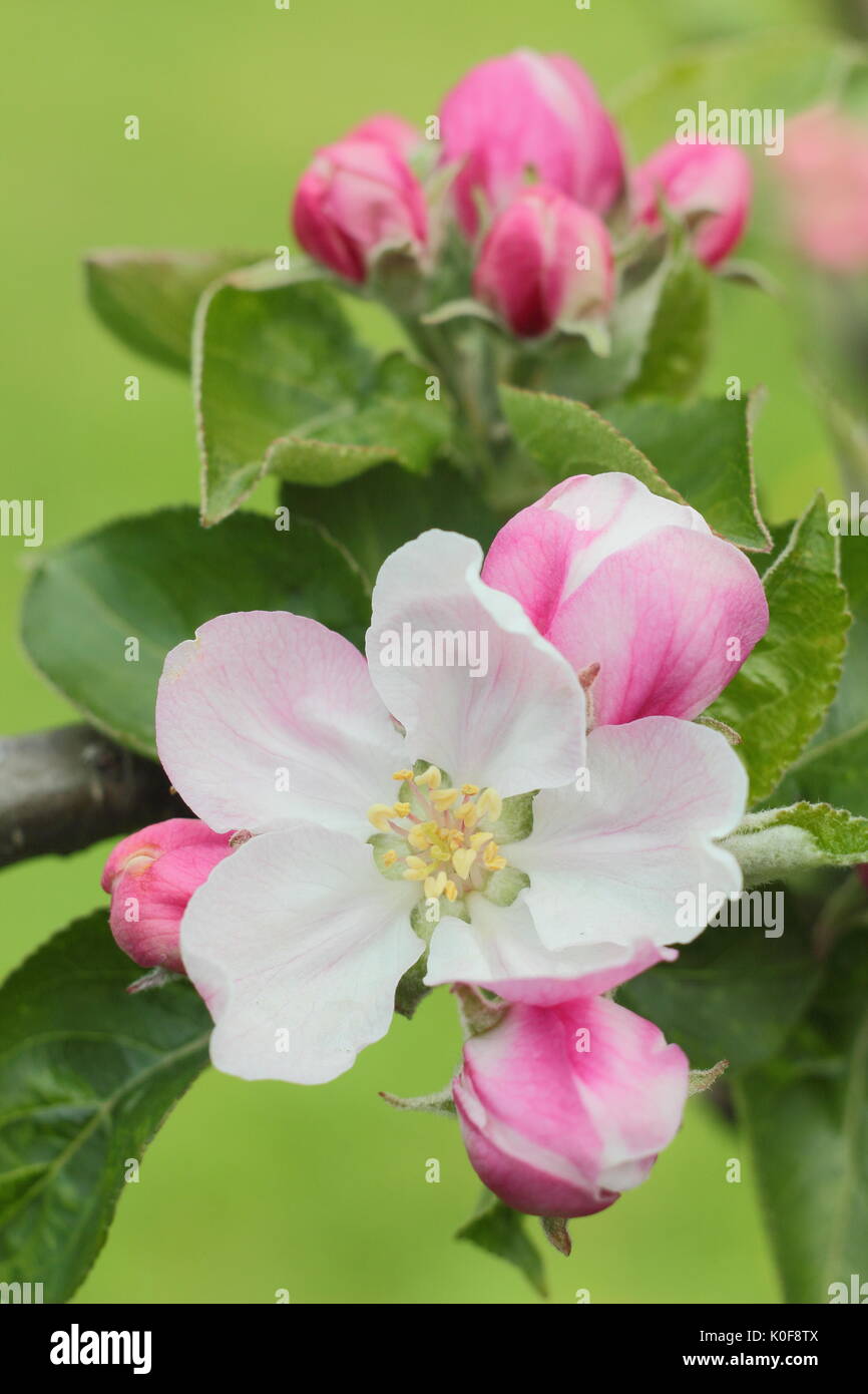 Rosa e crema fiori di Bramley's piantine melo (malus domestica) in un giardino inglese in primavera (aprile), Regno Unito Foto Stock