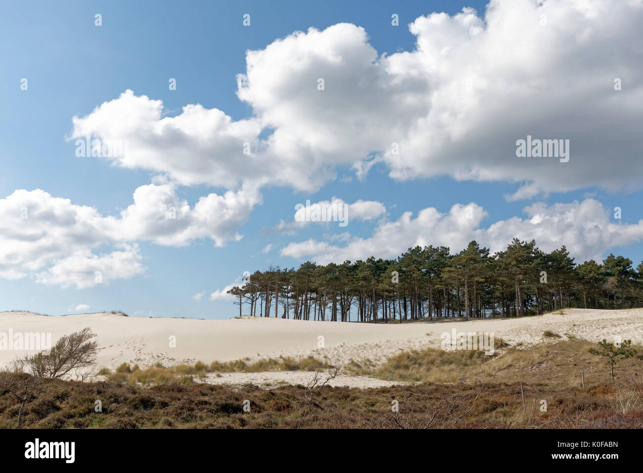 Paesaggio di dune, North Holland riserva naturale di dune, tra Bergen e Schoorl, North Holland, Paesi Bassi Foto Stock