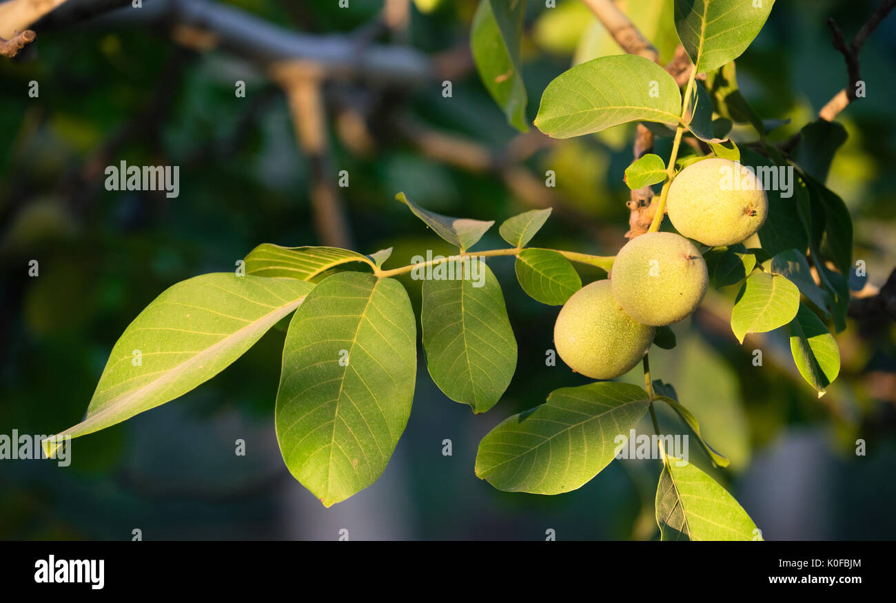 Disco limes crescere sul ramo della struttura Orchard Foto Stock