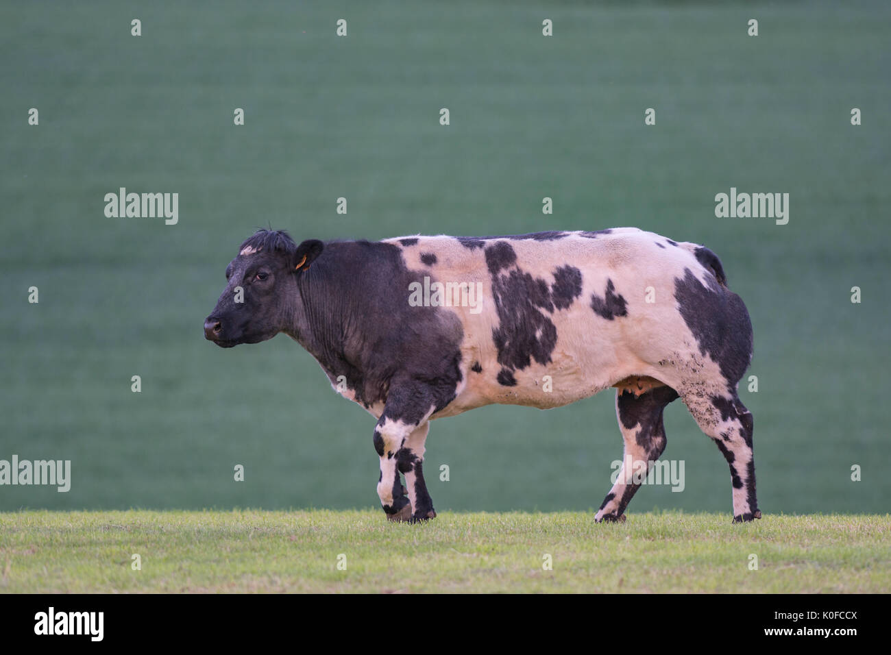 Bianco belga blue cow Foto Stock