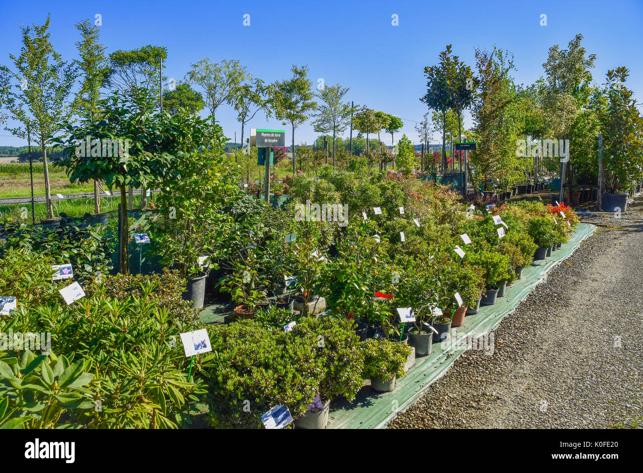 Vivaio, Francia. Foto Stock