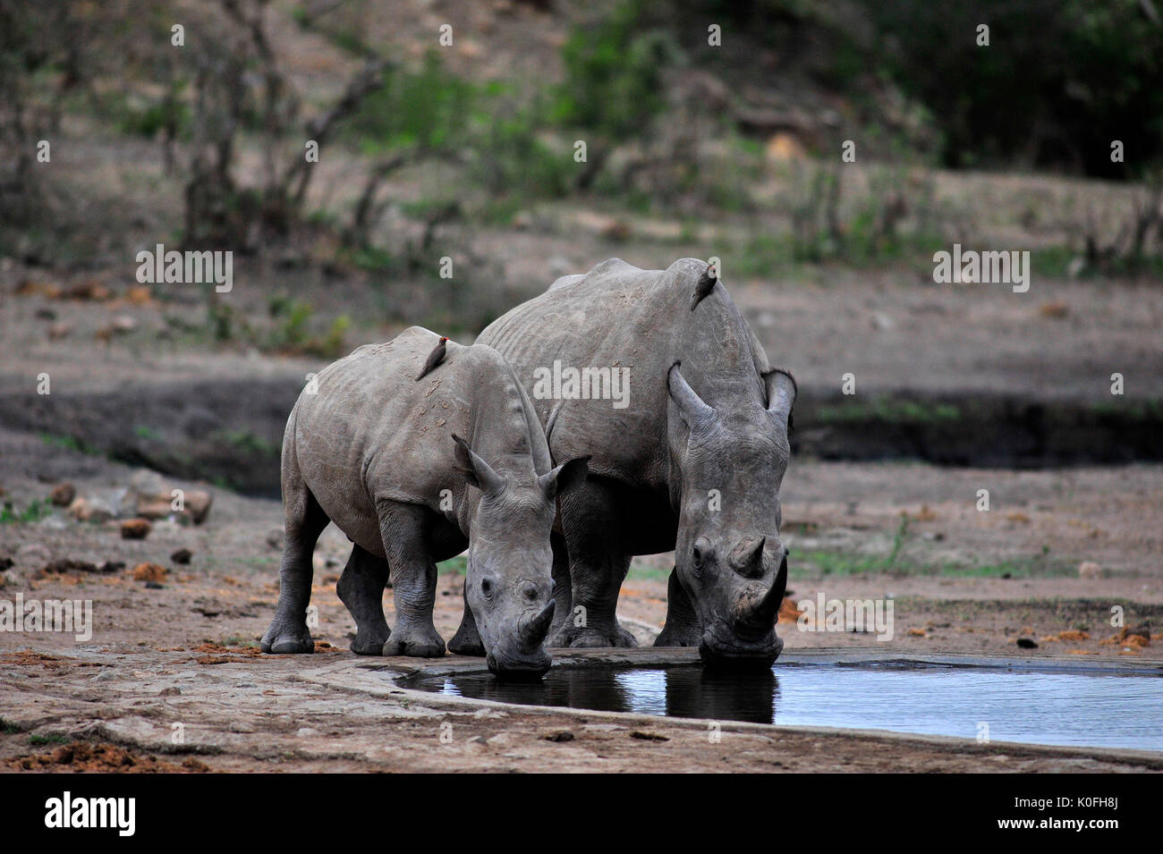 I rinoceronti bere alla Matjulu waterhole al Kruger National Park, Sud Africa Foto Stock