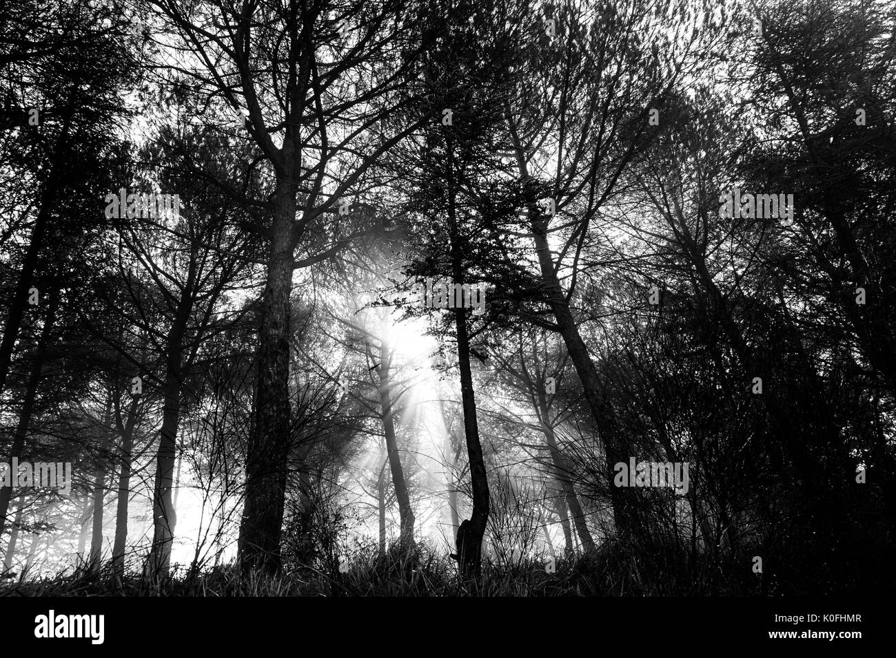 Potenti raggi del sole attraverso il taglio degli alberi nella nebbia Foto Stock