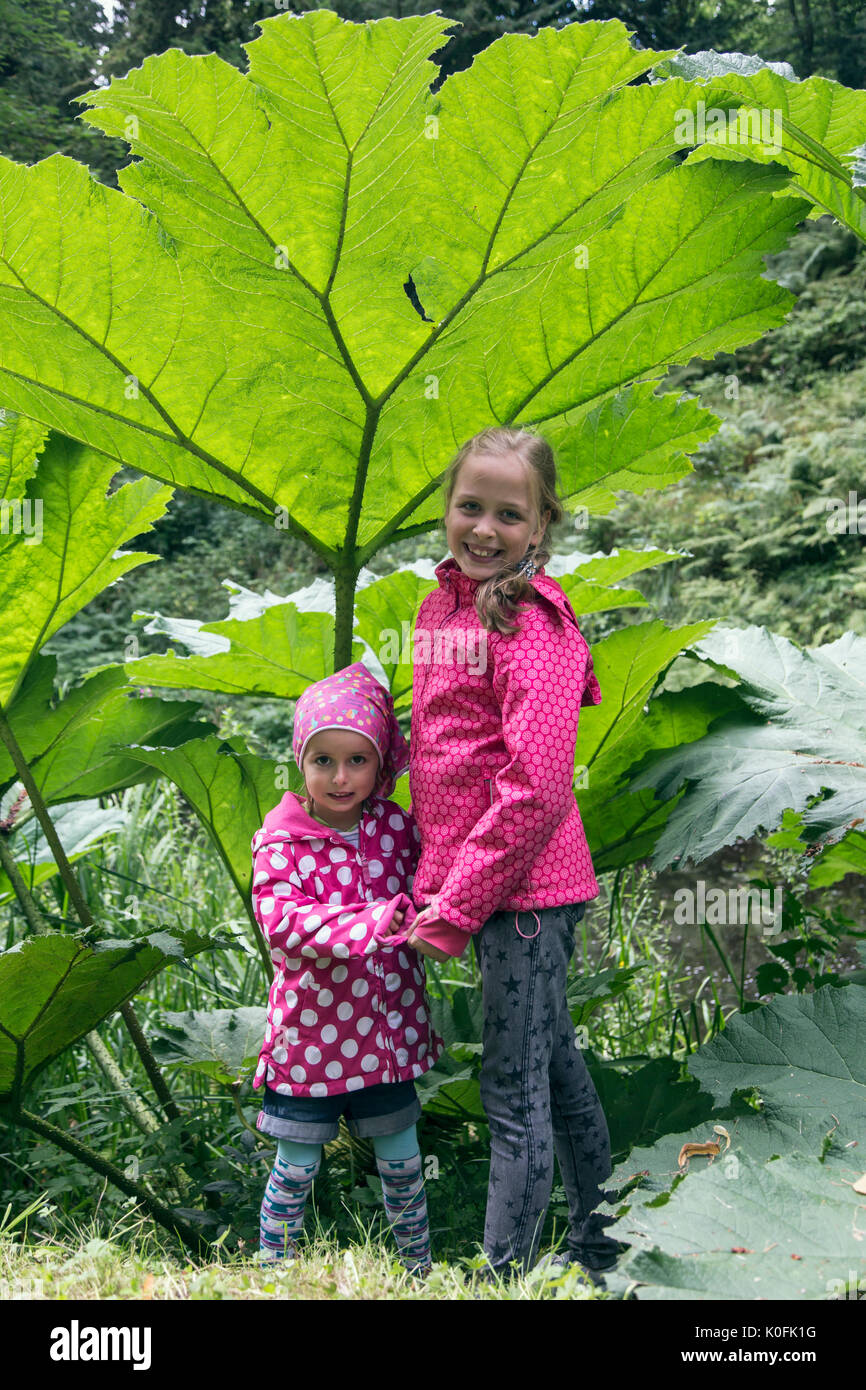Gunnera manicata impianto Foto Stock