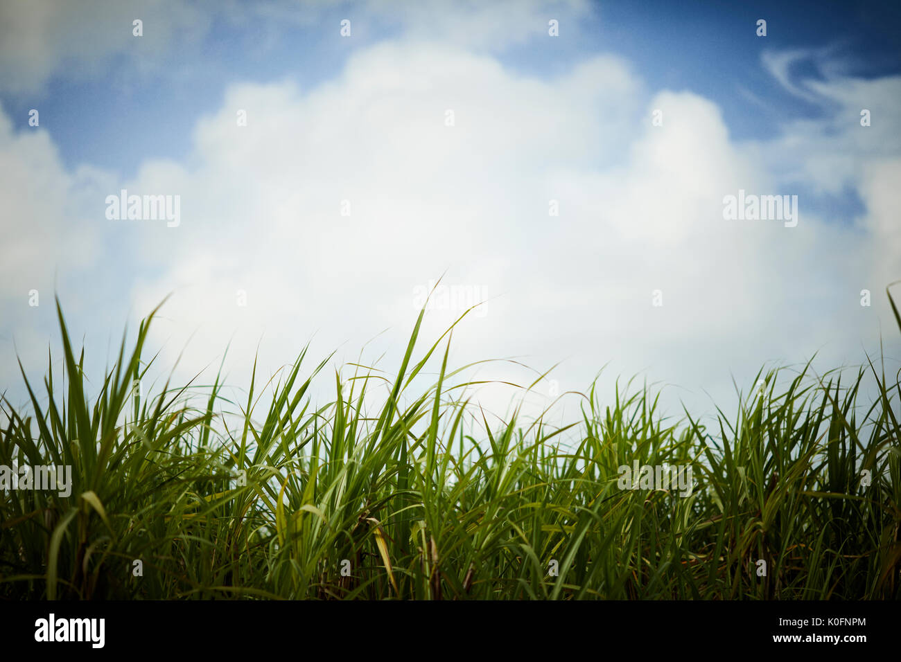 Cubano, Cuba, Cardenas, aria aperta la canna da zucchero erba nel museo di piantagione di fattoria Foto Stock