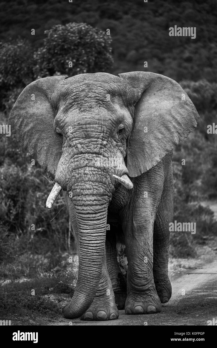 Gli elefanti in Sud Africa su Safari Foto Stock