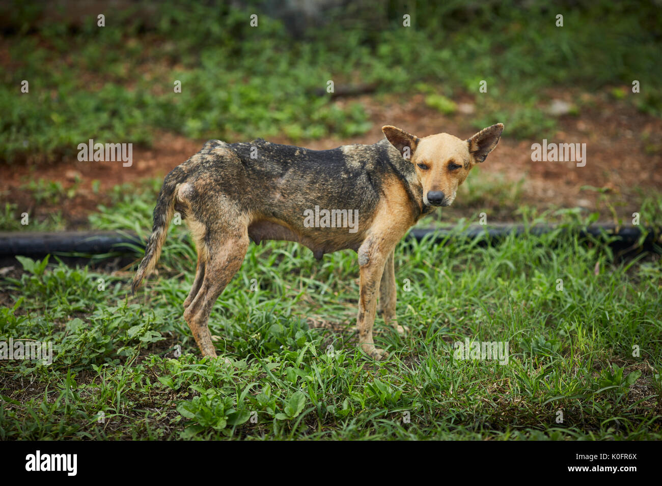 Cubano, Cuba, Cardenas, skinny gli abitanti di un villaggio di cane sulla ferrovia Foto Stock