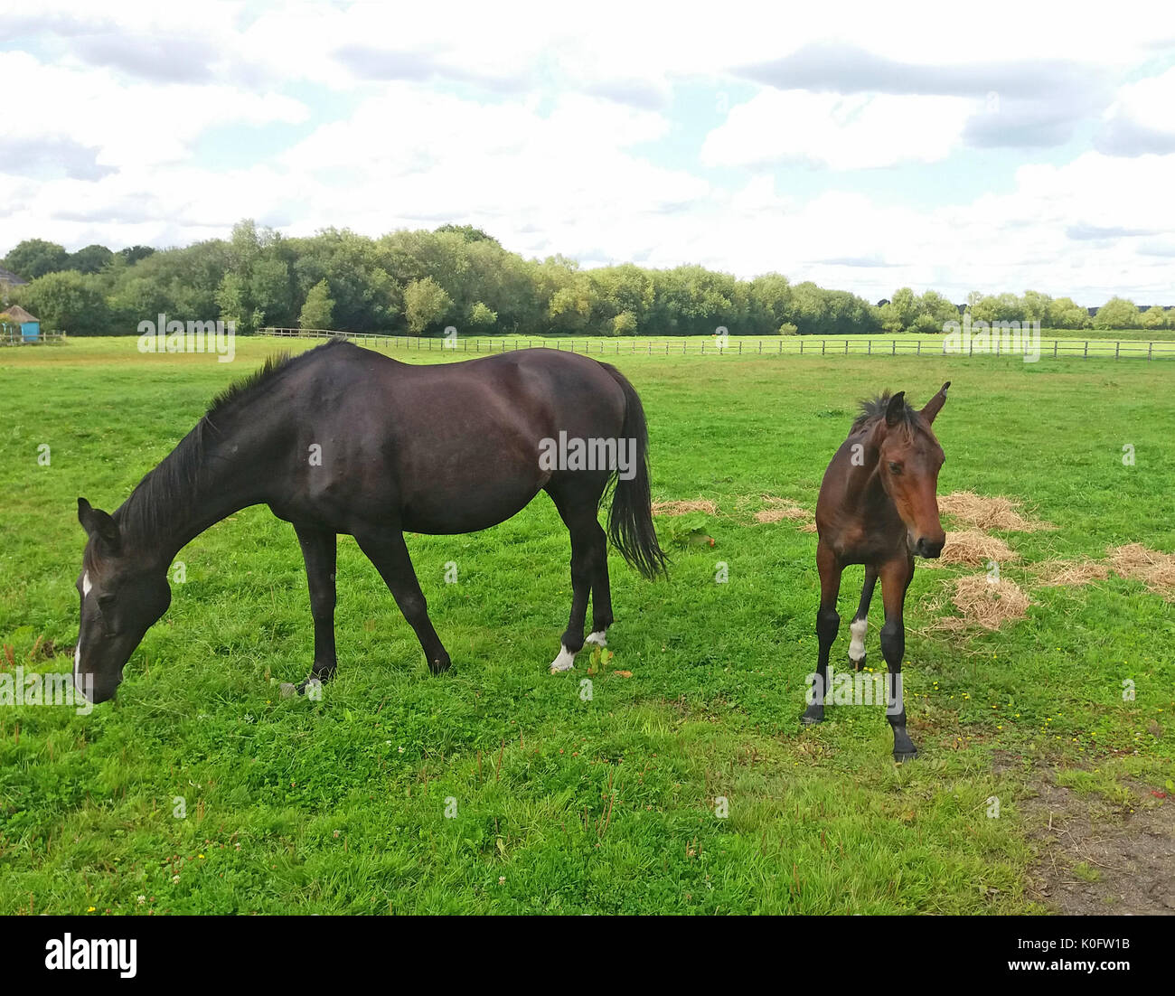 Cavallo adulto e il puledro in un campo a Bracknell Berkshire REGNO UNITO Foto Stock
