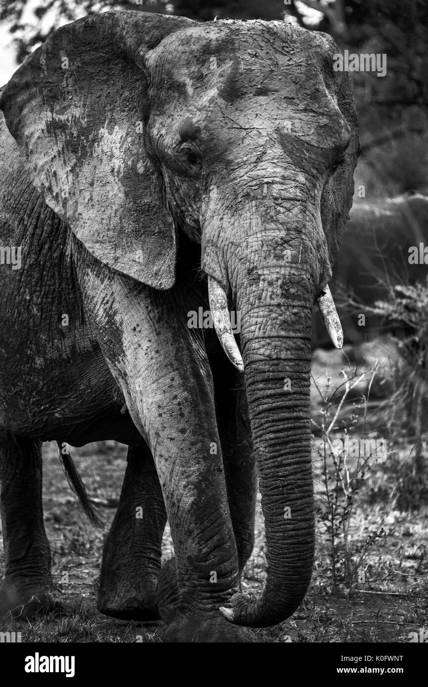 Gli elefanti in Sud Africa su Safari Foto Stock