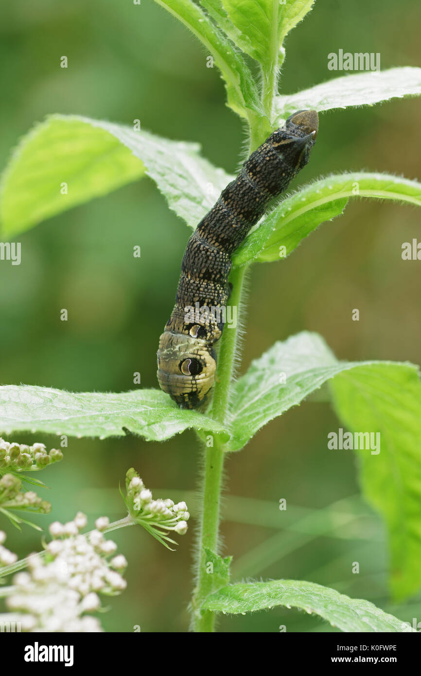 Elephant Hawkmoth caterpillar (Deilephila elpenor) Foto Stock