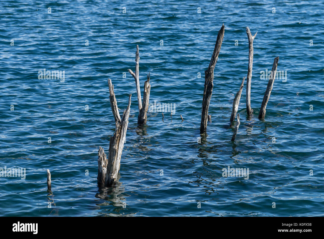 Gli alberi morti in acqua blu. Filiali in acqua fluttuante Foto Stock