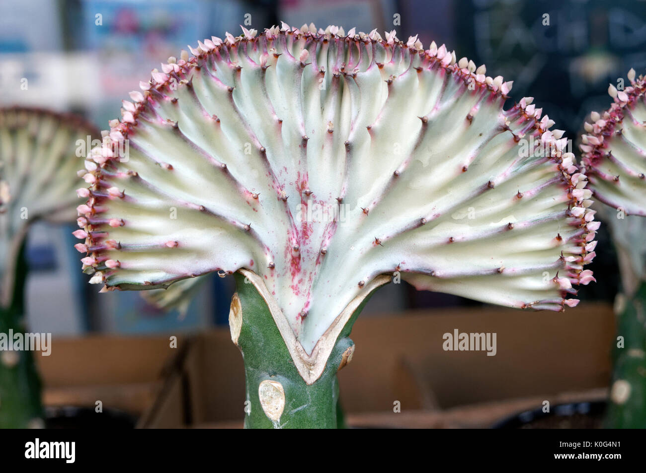 Close-up di vasi candelabri o vegetali di Euphorbia lactea Foto Stock