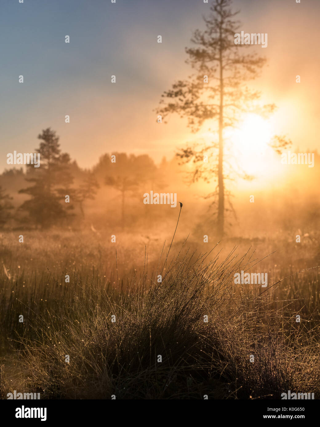 Scenic sunrise con atmosfera di nebbia al mattino di estate in Torronsuo National Park, Finlandia Foto Stock