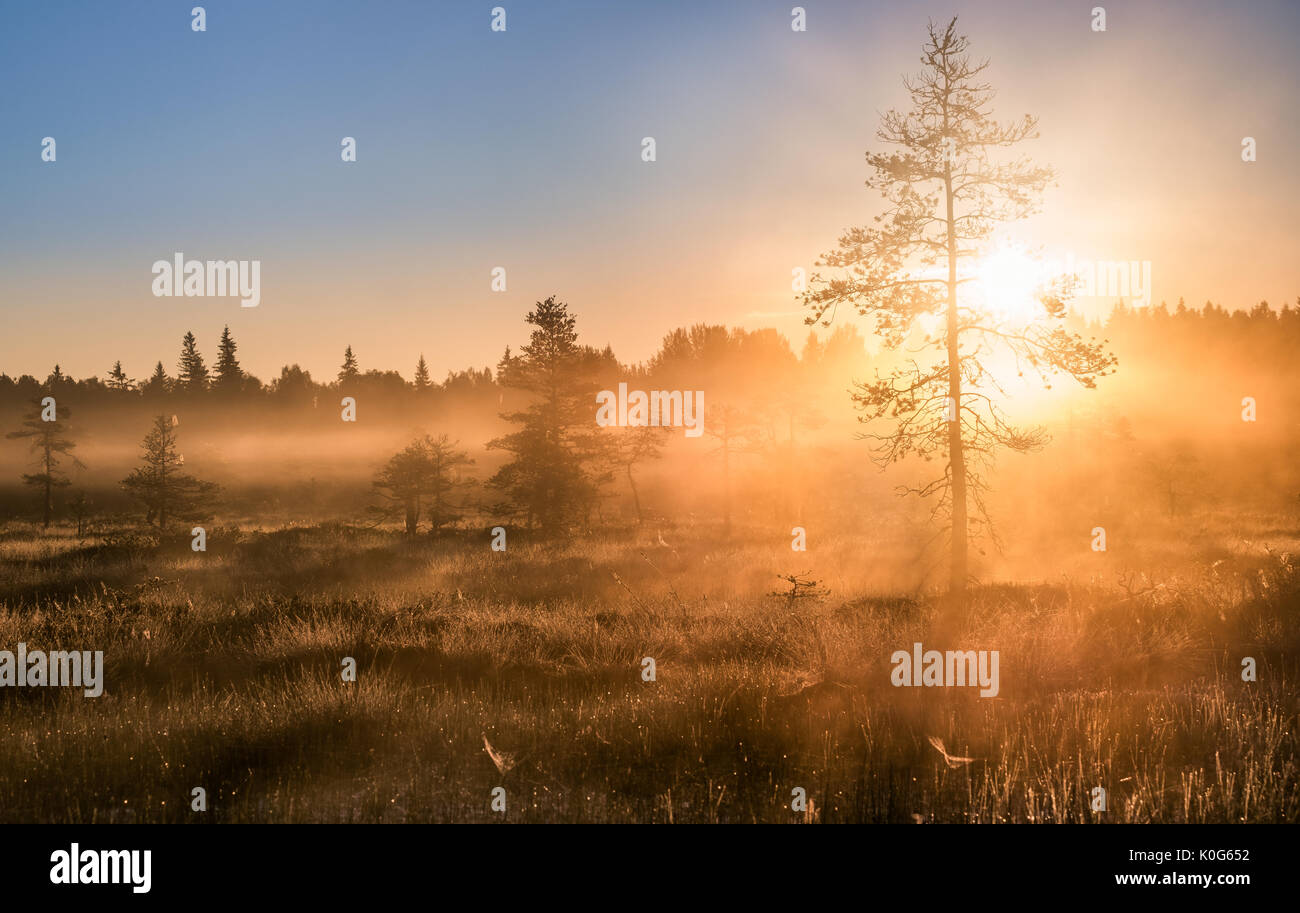 Scenic sunrise con atmosfera di nebbia al mattino di estate in Torronsuo National Park, Finlandia Foto Stock