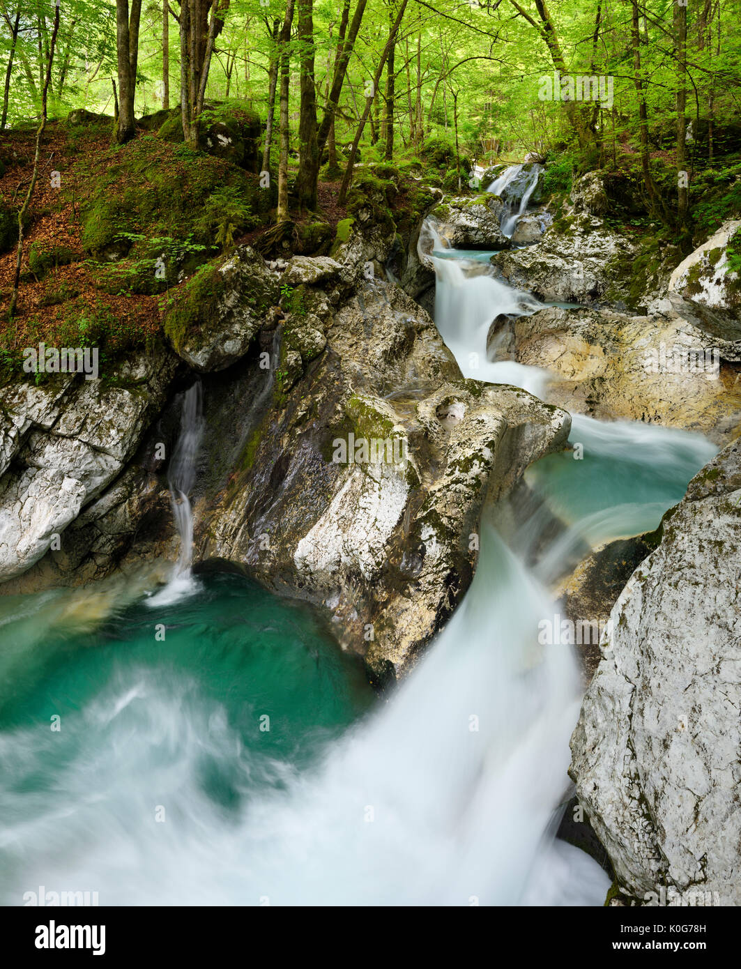 Verde bosco e acqua color smeraldo al fiume Lepenica a Sunikov vodni gaj preservare la natura nel Parco Nazionale del Triglav Alpi Giulie Valle Lepena Slovenia Foto Stock