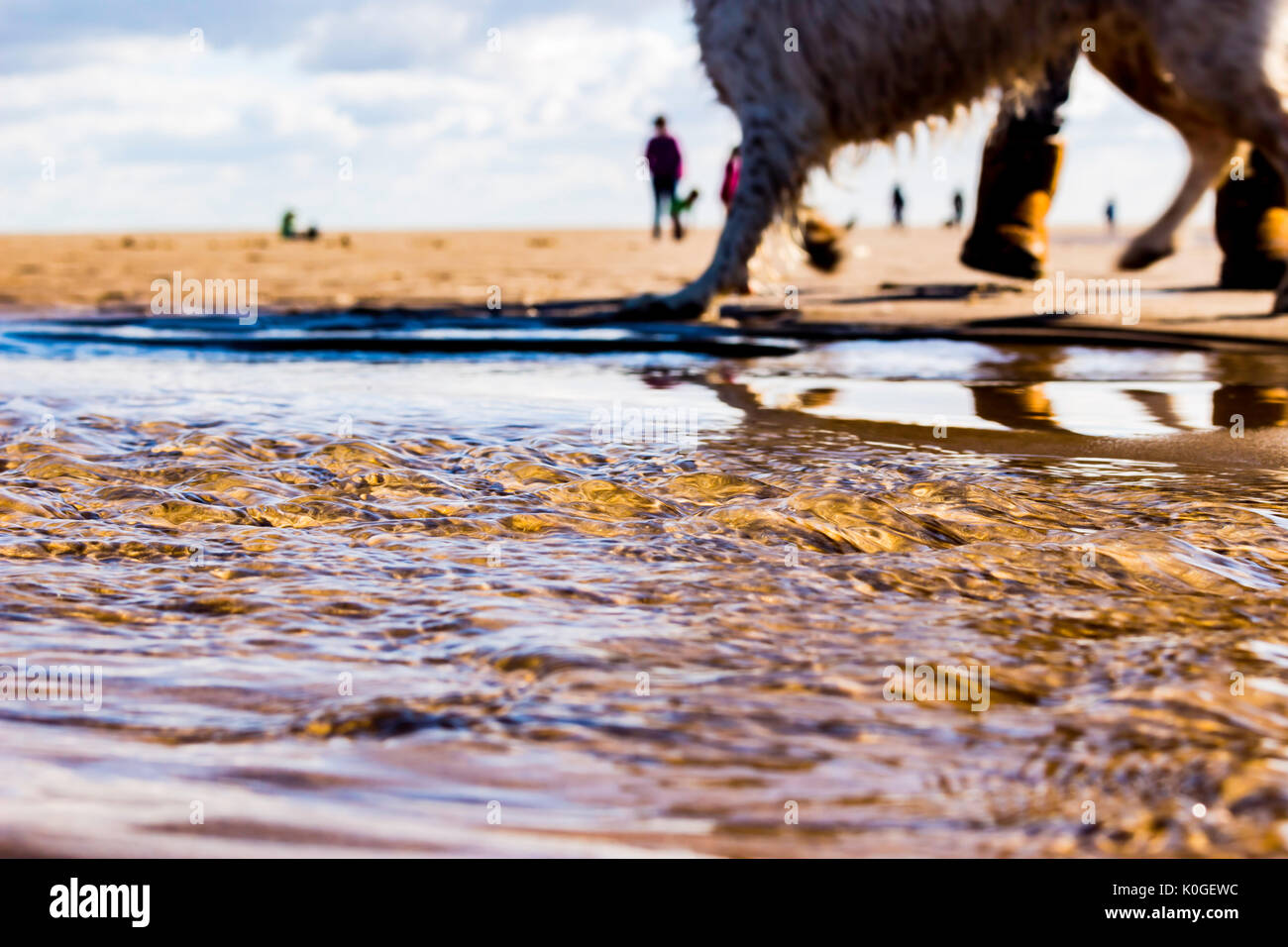 Cane di camminare sulla spiaggia Foto Stock