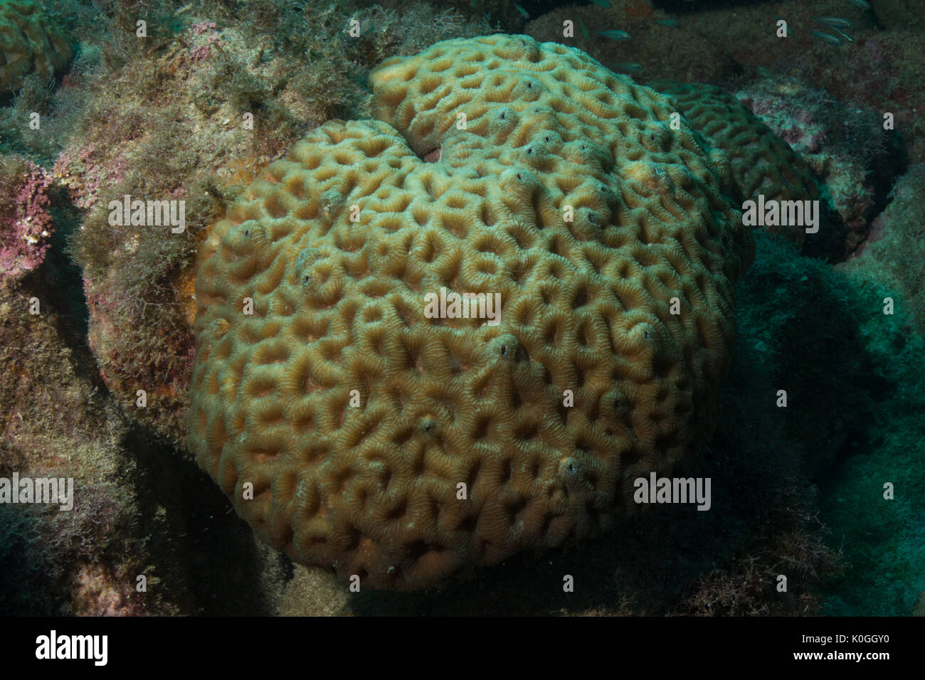 Genere di corallo subacqueo mussismilia Ilha da Queimada Grande, a sud-est del Brasile Foto Stock