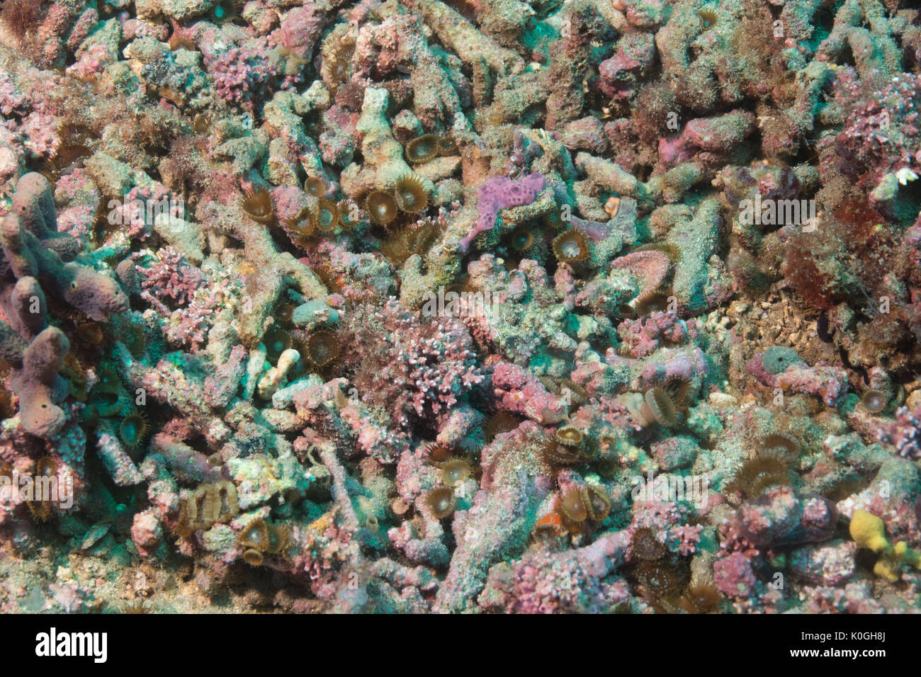 Rodolite rhodolite letto Queimada subacquei Isola Grande, a sud-est del Brasile a Riva Foto Stock