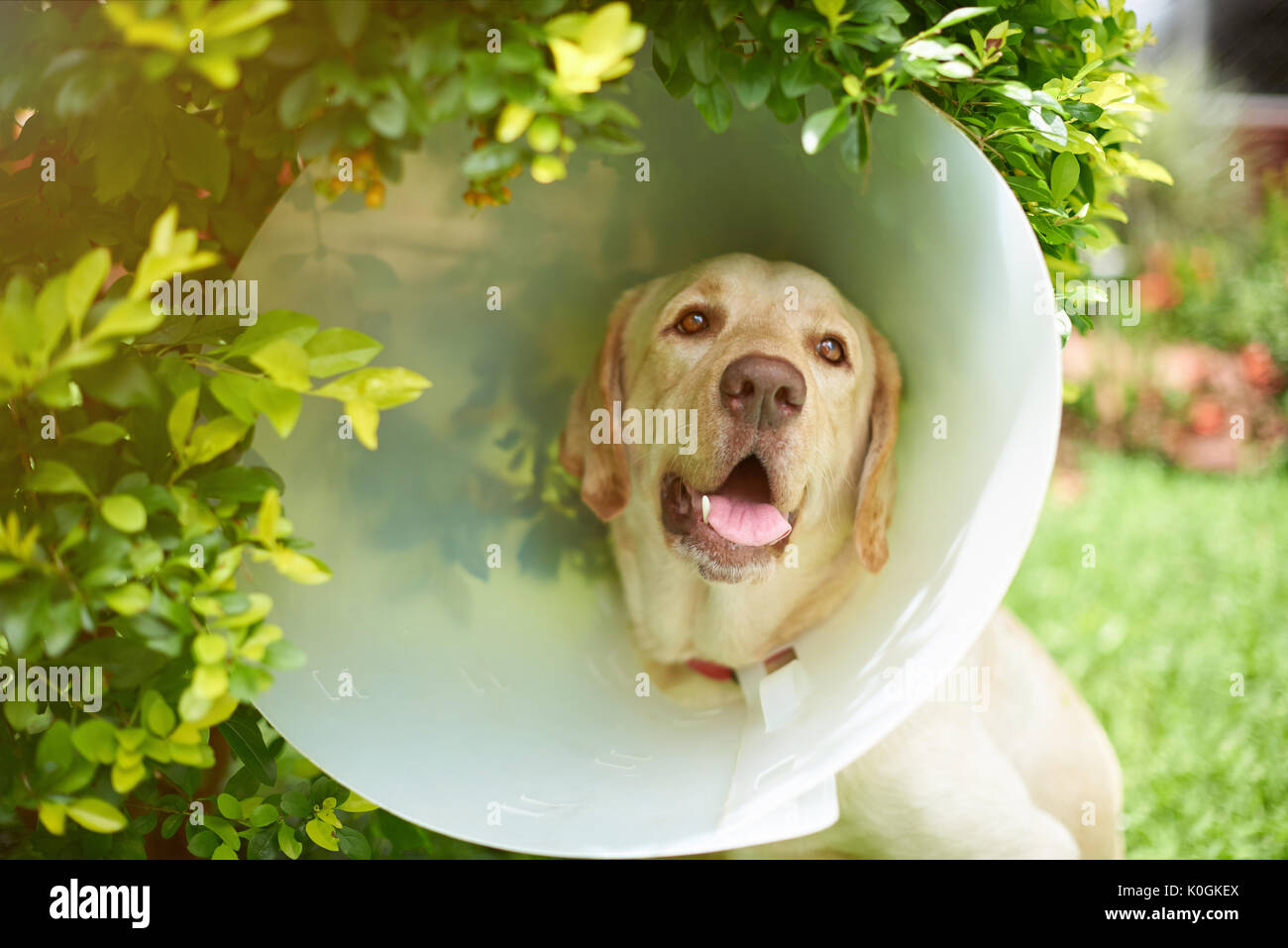 Il Labrador cane con cono collarino in al di fuori di sfondo naturale Foto Stock