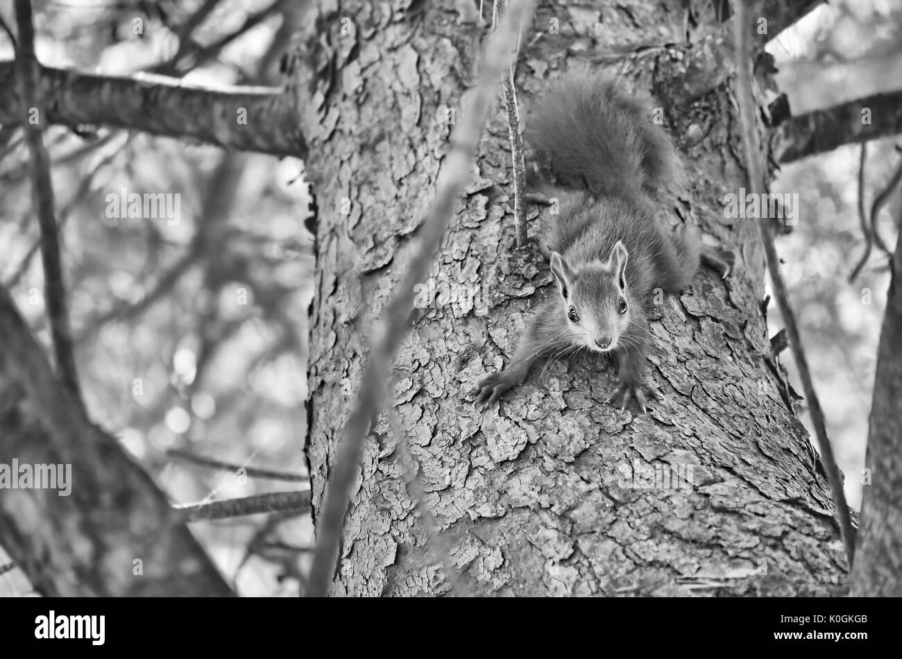 In bianco e nero dai toni intensi. Scoiattolo rosso sta andando verso il basso a partire da un albero di pino mentre guarda la fotocamera. La fauna selvatica all interno della foresta mediterranea. Foto Stock